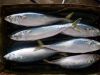 Sell   pacific mackerel