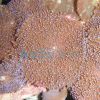 Sell Coral-Mushroom Coral