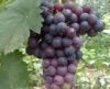 Sell Grape seed oil