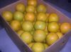 Sell Valencia Oranges from Belize