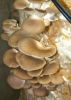 Selling Fresh and Dried Oyster Mushrooms