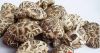 Sell-Organic Lentinulla Edodes(Shiitabe) Mushroom