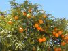 Navel, Valencia Orange from Morocco