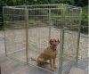galvanized dog kennel (factory)