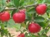 Sell Acerola cherry extract