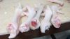  Export Chicken Paw | Chicken Feet Suppliers | Poultry Feet Exporters | Chicken Feets Traders | Processed Chicken Paw Buyers | Frozen Poultry Paw Wholesalers | Low Price Freeze Chicken Paw | Best Buy Chicken Paw | Buy Chicken Paw | Import Chicken Paw | Ch