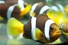 Clown fish / Marine fish / Aquarium Fish