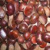 Sell Chestnut : fresh , forzen , diced chestnut