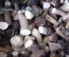 Sell frozen boletus edulis