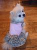 Sell Pet clothing and accessories