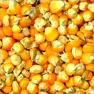  Maize | Maize Exporter | Corn Grain Seller | Maize Buyer | Bulk Maize Grain Importer | Corn bean Buyer | Corn bean Wholesaler | Corn Grain Manufacturer | Best Quality Corn Grain | Cheap Maize Supplier | Low Price Corn | Yellow Corn | White Cron | Baby Ma