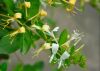 Sell Honeysuckle Flower Extract/ Chlorogenic Acid HPLC 98%