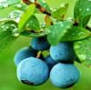 Sell Bilberry Extract