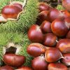 Sell chestnut