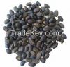 Jatropha Seeds