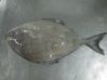 Sell Black Pomfret