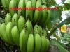 Sell cavendish banana