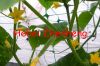 Sell Plant Climbing Net