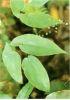 Sell Epimedium Herb P.e