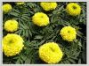 Sell Marigold Extract Lutein