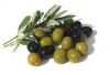 Sell OLIVES and OLIVE OIL
