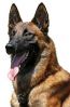 Sell dog belgiam malinois for sell
