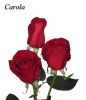 Sell fresh cut rose-Carola