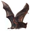 Vampire Bat Guano