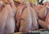 Sell Halal Frozen Chicken (from Turkey)