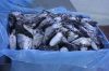 Sell Argentinian Hake Heads