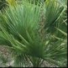 Sell Saw Palmetto Extract/Total Fatty acids 25%