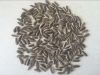 Top Quality organic sunflower seeds in shell