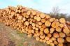 PINE WOOD LOGS FOR SALE