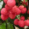 Sell Litchi