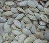 Sell Snow White Pumpkin Seed