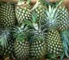 Sell fresh pineapples