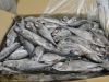 Frozen Horse Mackerel