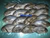 Sell Butterfish