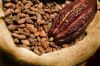 Best quality cocoa Beans