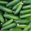High Quality Fresh organic Cucumber