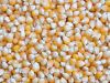 YELLOW AND WHITE CORN MAIZE AT CHEAP PRICE