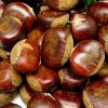 Fresh Chestnuts / Raw Chestnuts / Dried Chestnut for sale
