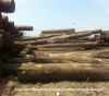 Sell yellow balau round log