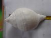 Sea Shell Crafts collectables