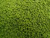 Green Mung Beans