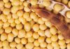 Sell Soybean Extract