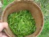 Sell Green Tea Extract