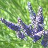 Organic Lavender Natural Essential Oil