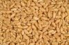 Sell Soft Wheat Grain