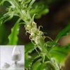 Sell Huperzine serrate extract